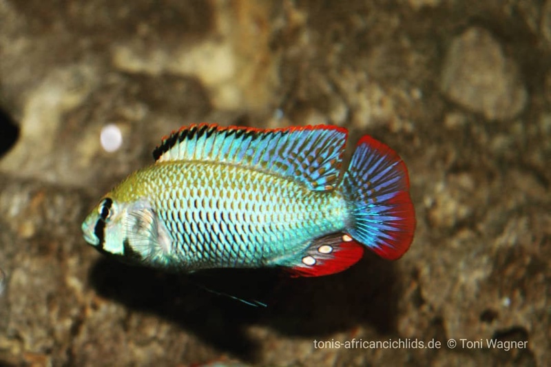 Astatotilapia calliptera 'Thumbi East Island'